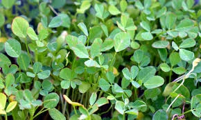 Fenugreek,herb,spice,green leaves,plant - free image from needpix.com