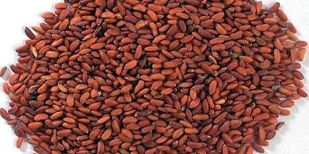 garden cress seeds