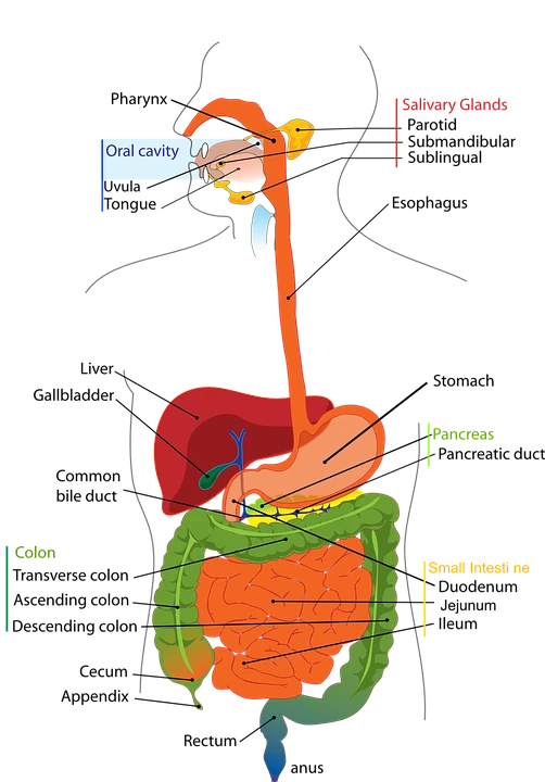 Digestive, System, Human, Digestion, Labelled, Diagram