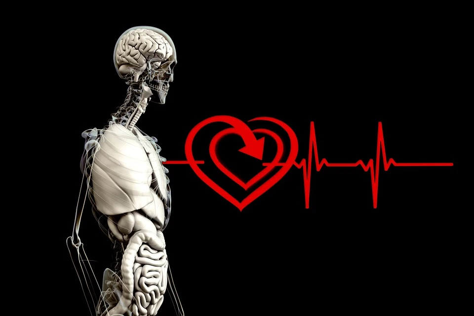 Anatomy, Human, Heart, Pulse Frequency, Heart Rate