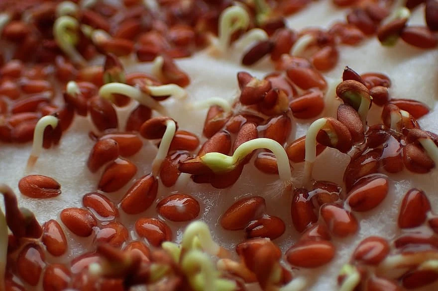 garden cress seeds sprouts
