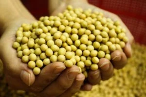 Soybean