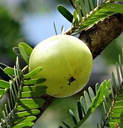 Super Foods Of India
