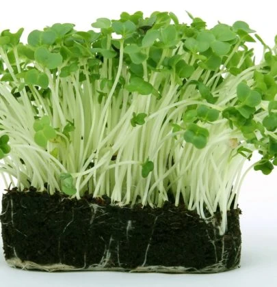 Health Benefits of Garden Cress Seeds-Aliv seeds